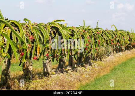 Dragon Fruit Cactus – Carlo's Plant Farm