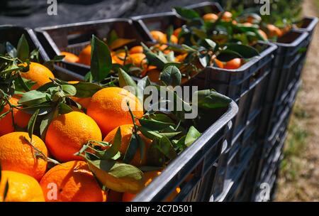 Black plastic fruit boxes full of oranges by orange trees during harvest season in Sicily. Harvesting oranges in Sicily, Italy, Europe Stock Photo