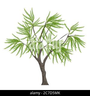 Realistic elegant tree isolated on white background Stock Vector