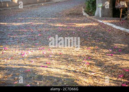 Cobblestone mall with flowers scattered on the floor. Small inland town alley. Fallen flowers in the autumn season. Dead nature. Stock Photo