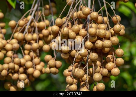 Longan fruit or Dragon Eye Fruit  cultivated near Homestead Florida. Dimocarpus longan Stock Photo
