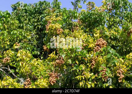 Longan fruit or Dragon Eye Fruit  cultivated near Homestead Florida. Dimocarpus longan Stock Photo