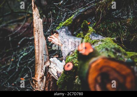 Shallow focused shot of a broken tree trunk with moss growing on it in a forest. Stock Photo