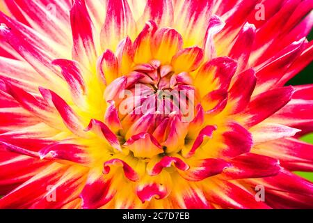 Red orange Dahlia 'Electric Flash' close up flower Stock Photo