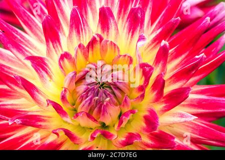 Dahlia 'Electric Flash' pastel flower Stock Photo