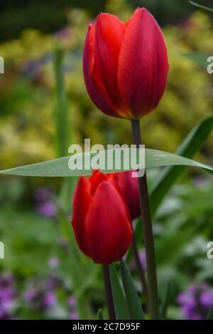 Red Tulips in Spring Stock Photo