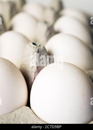 A tray of white eggs Stock Photo