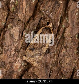 Large Yellow Underwing Moth  (Noctua pronuba) Stock Photo