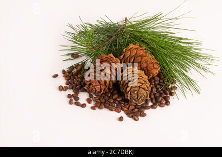 Unpeeled pine nut and pine cone on white background. Horizontal frame copy space. Stock Photo