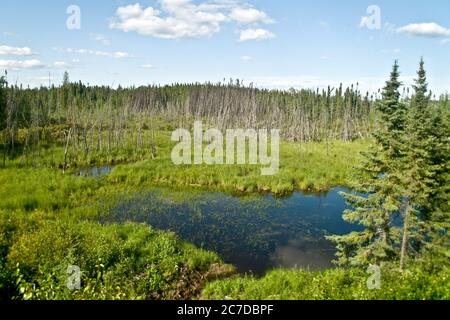 Wetlands, bog and coniferous forest in the remote boreal forest wilderness near The Pas, northern Manitoba, Canada. Stock Photo