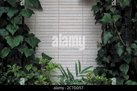 A wall of thin off-white bricks bordered on three sides by dark leafy plants Stock Photo