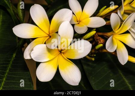 Frangipani (plumeria rubra var. acutifolia) Stock Photo