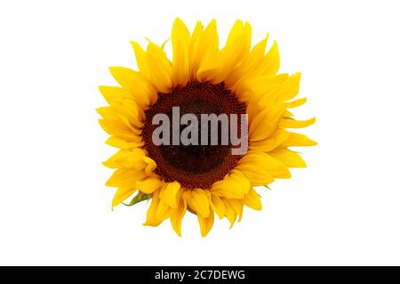 sunflower head isolated on white background Stock Photo - Alamy