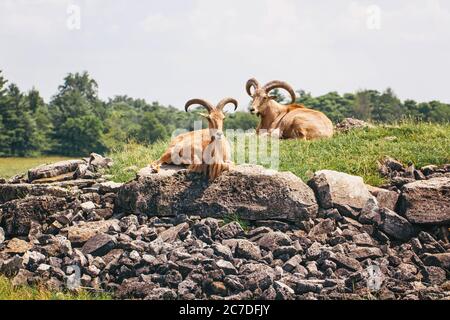 Group of barbary sheep wild goats antelope lying resting on rocks during hot summer day. Herd of wild Texas aoudad goats with large curvy horns outdoo Stock Photo