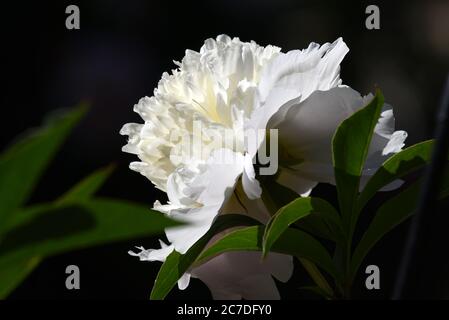 A peony flower in full bloom in this photo taken after a warm spring in southern England Stock Photo