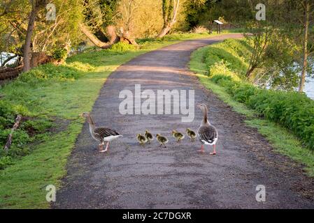 A family of greylag geese crossing a path in the Lee Valley Country Park on the Essex/Hertfordshire border, England, UK Stock Photo