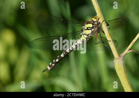 Female bright green and black female Southern Hawker Dragonfly with large thorax clinging to a plant stalk. Stock Photo