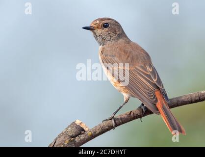 Young chick bird Common redstart (phoenicurus phoenicurus) posing on dried stick with light background Stock Photo