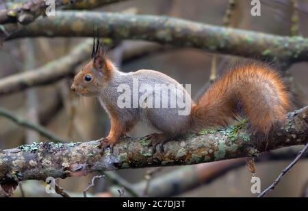 Eurasian Red Squirrel (Sciurus vulgaris) sits on wood branches in winter coat Stock Photo