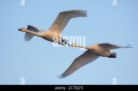 Pair of adult Whooper swans (cygnus cygnus) tight flying over spring blue sky Stock Photo