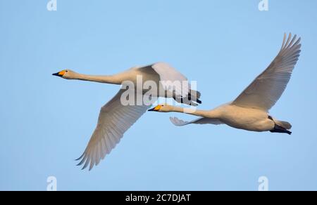 Pair of adult Whooper swans (cygnus cygnus) in close flight over blue sky Stock Photo