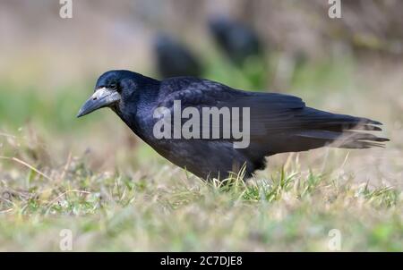 Shiny Rook (corvus frugilegus) walks on the grass cover in early spring Stock Photo