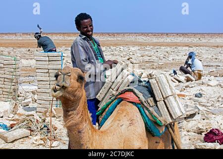 Afar salt miners chopping blocks / tiles of salt and loading ganfurs on camel at salt mine in salt flat, Danakil depression, Ethiopia, Africa Stock Photo