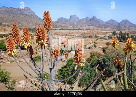 Aloe species in flower in the Adwa / Aduwa mountains, Mehakelegnaw Zone, Tigray Region, Ethiopia, Africa Stock Photo