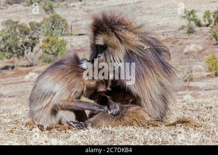 Gelada baboons / bleeding-heart monkeys (Theropithecus gelada) male grooming female for ticks in the Semien Mountains, Ethiopian Highlands, Ethiopia Stock Photo