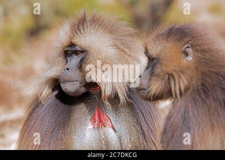 Gelada baboon / bleeding-heart monkey (Theropithecus gelada) male showing patch of red skin, Semien Mountains, Ethiopian Highlands, Ethiopia, Africa Stock Photo