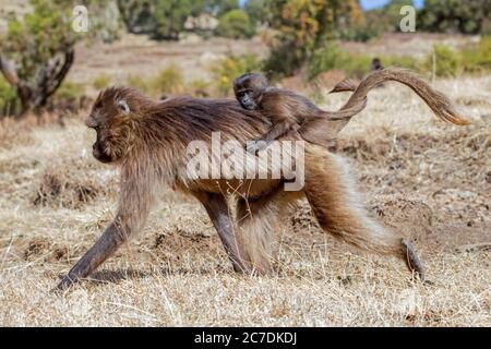 Gelada baboon / bleeding-heart monkey (Theropithecus gelada) female carrying baby on her back, Semien Mountains, Ethiopian Highlands, Ethiopia, Africa Stock Photo
