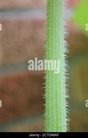 A common pumpkin plant stalk found in the backyard garden. Stock Photo