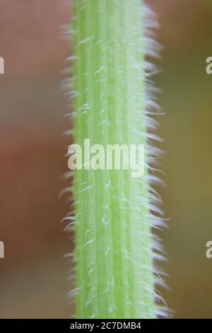 A common pumpkin plant stalk found in the backyard garden. Stock Photo