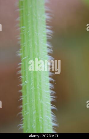 A common pumpkin plant stalk found in the backyard garden. Stock Photo