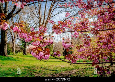 Cherry Blossoms, Central Park, New York Stock Photo