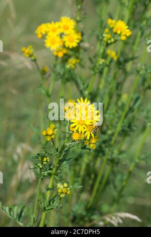Jacobaea vulgaris,  Senecio jacobaea, ragwort yellow flowers in meadow closeup selective focus Stock Photo