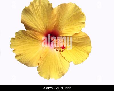Colorful and detailed yellow Hawaiian Hibiscus flower on a white background. Stock Photo