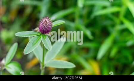 Flowering red clover, Trifolium alpestre, herbaceous species of plant in the bean family Fabaceae Stock Photo