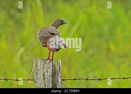 Speckled Chachalaca (Ortalis guttata guttata) adult standing on fence post  Nueva Dolima, Colombia         November Stock Photo