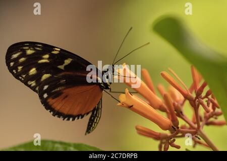 Closeup focused shot of a brush-footed butterfly on a beautiful flower with a blurred background Stock Photo