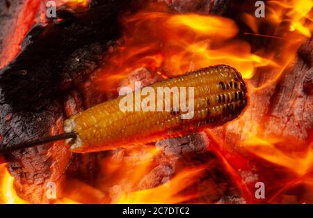 Corn roasted in the bonfire of the festival of sao joao Stock Photo - Alamy