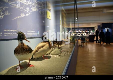 Local bird species exhibition in the National Museum of the Faroe Islands.Torshavn.Streymoy.Territory of Denmark Stock Photo