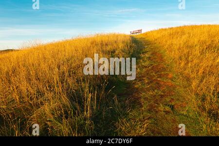 Footpath through tall grasses leading to park bench under blue sky on bright summer evening in rural England near Flamborough Head, Yorkshire, UK. Stock Photo