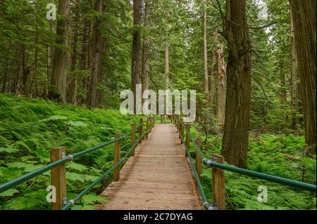 Old growth forest of hemlock and cedar trees on the Hemlock Grove Boardwalk in Glacier National Park, British Columbia, Canada Stock Photo