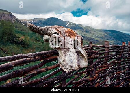 Goat head skull in mountain. Skull wild animal close-up on nature. Stock Photo