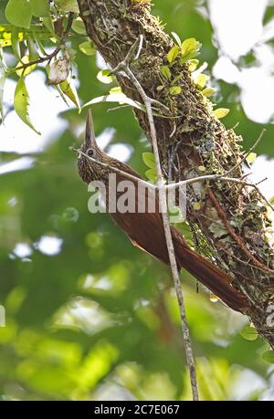Strong-billed Woodcreeper (Xiphocolaptes promeropirhynchus) adult clinging to tree trunk  Matraca, Inirida, Colombia         November Stock Photo