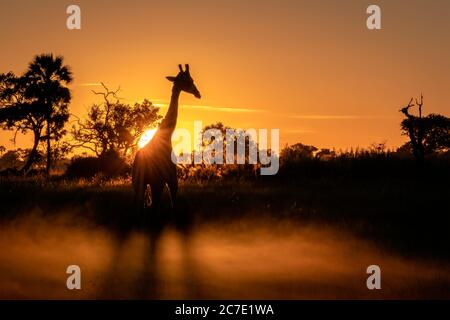 A giraffe silhouetted against the rising sun while walking through fog on the Okavango Delta in Botswana. Stock Photo