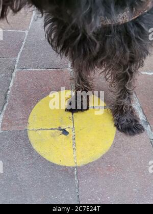 Dog queueing on floor marking for social distance funny moment Stock Photo