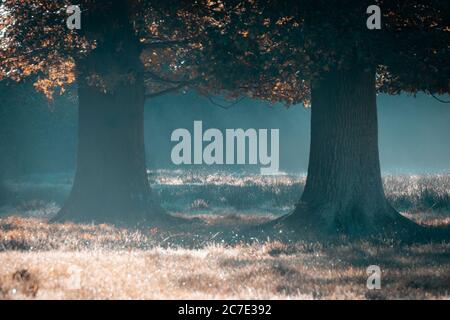 light rays shining through trees onto a meadow in autumn Stock Photo