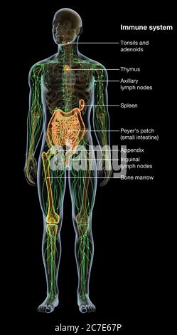 Illustration showing parts of the human immune system Stock Photo - Alamy